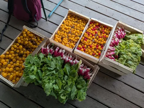 Cagettes de tomates cerises et de radis